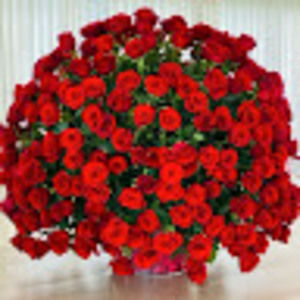 Meet your Posher, Neddie